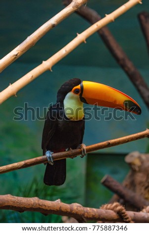 Toco toucan or Ramphastos toco sits on branch