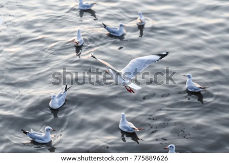 Migratory seagulls flock to the Bang Pu Seaside, Thailand during November and April.
