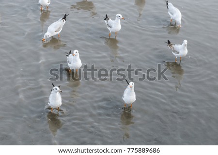 Migratory seagulls flock to the Bang Pu Seaside, Thailand during November and April.
