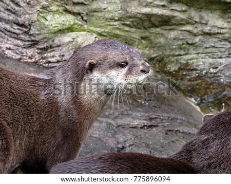 Close-up to an Asian Small-Clawed Otter (Aonyx cinerea)