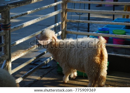 Capra aegagrus hircus Small goat The hair is long, hairy, soft and fluffy, the head is flat. He leaned back. Ear fall and beard Clothes