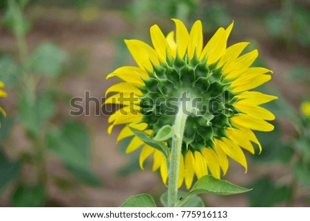 Sunflower natural background, Sunflower blooming, Behind sun flower.