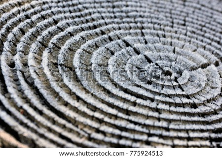 Close up photograph of a frosty wooden tree stump fence post in the early winter at Tahoe California