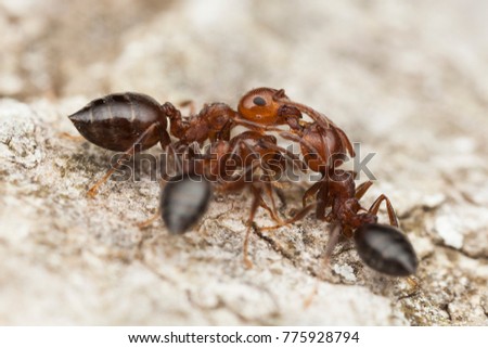 Ants in the nest, feeding
