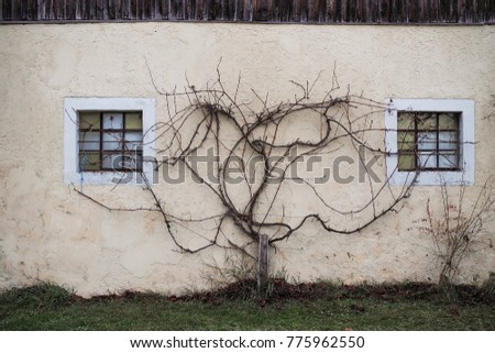grape vine on an wall