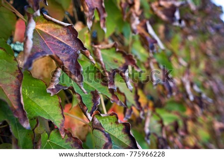 Italy, countryside, autumn, fox grape leaves (Scaphoideus titanus)