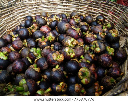 The purple mangosteen (Garcinia mangostana), is a tropical evergreen tree. The fruit of the mangosteen is sweet and tangy, juicy, somewhat fibrous, with fluid-filled vesicles.
