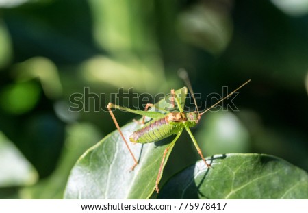 A green grasshopper on a leaf macro picture