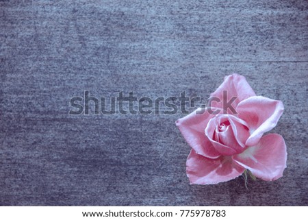 Scarlet rose on an old cracked wooden dark background in cold colors, selective focus. Free space for your text
