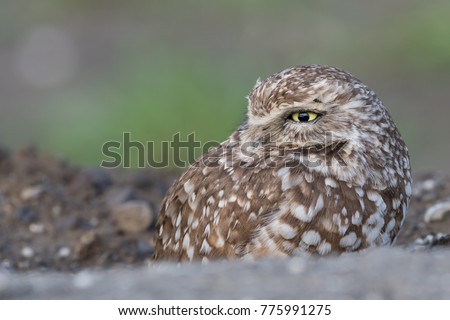 Burrowing Owl adult in burrow with brown dirt and green field background