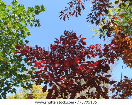 maple with red leaves in the park