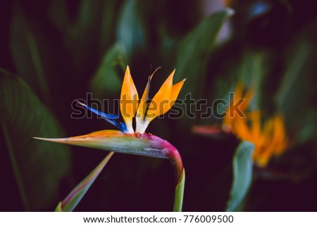 Macro exotic plant. Bird of Paradise or crane flowers is one of the most beautiful exotic flower. The leaves of a bird of paradise plant are bluish-green with a red midrib. Royalty-Free Stock Photo #776009500