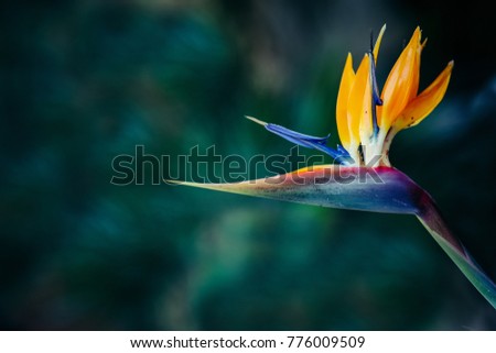 Bird of Paradise or crane flowers is one of the most beautiful exotic flower. The leaves of a bird of paradise plant are bluish-green with a red midrib. Cold tone plant. Royalty-Free Stock Photo #776009509