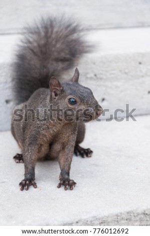 City grey squirrel closeup portrait. Toronto, Canada