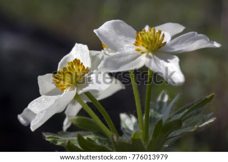 The mountain anemone biarmia in Urals