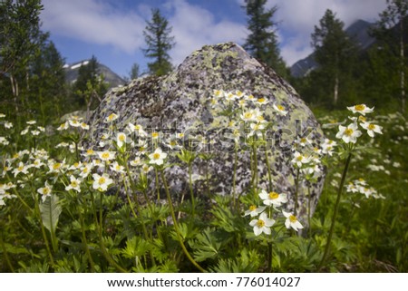 The mountain anemone (anemone biarmia) blooms in spring in Urals