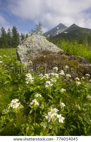 The mountain anemone (anemone biarmia) blooms in spring in Urals