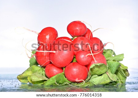ripe radish in drops of water falling on a white background.