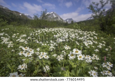 anemone Biarmia in Urals mountain