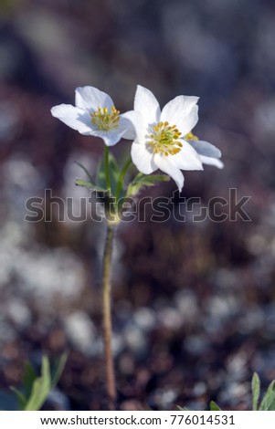 anemone Biarmia in Urals mountain