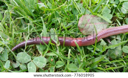 Reddish earthworm on grass