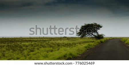 Windswept tree alone on landscape against grey sky and beside road and field