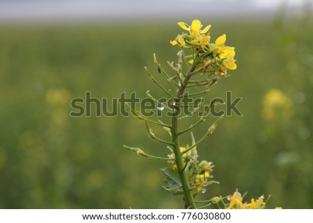 yellow macro plant