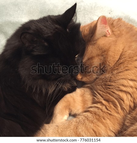 Cat embrace, pets