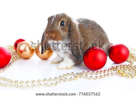 Christmas animals. Cute christmas rabbit. Rabbit bunny lop celebrate christmas with xmas bauble ornaments on isolated white studio background. Christmas pet animal photo.