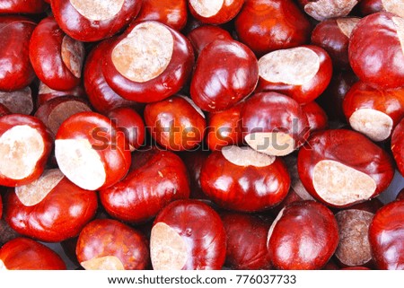 Wild chestnut chestnuts as texture background. Chestnut pattern closeup. Fall autumn illustration with brown chestnuts.