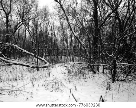 Nature in the forest in winter on a black and white image