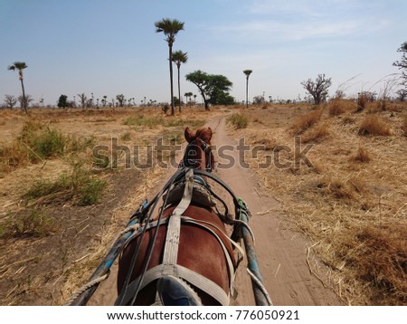 Horse dragging a chariot through the baobab region near Joal-Fadiouth, Senegal