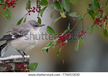 Northern Mockingbird on Snowy Louisiana Day with American Holly in Background
