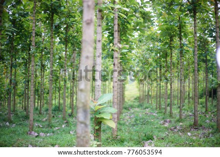 Young Teak trees in an agricultural forest Bondowoso Indonesia 