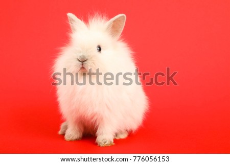 Baby cute rabbit on the color background