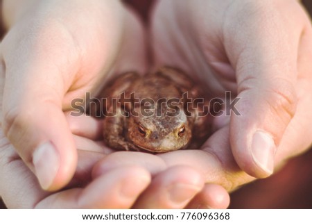 Frog in the hands.