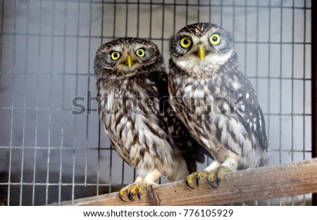 two owls sit on a branch