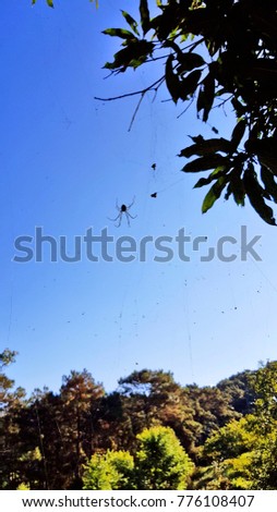 Spider and its web in forest environment of north-east India.
