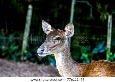 Portrait of adult red deer stag in zoo.