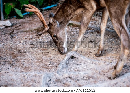 Portrait of adult red deer stag in zoo.