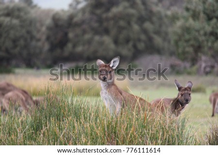 Western grey kangaroos resting and eating in South Australian scrub land.