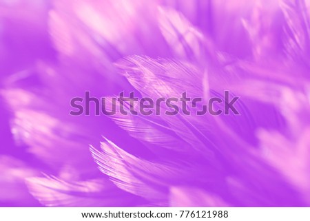 Bird,chickens feather texture for background,Abstract,postcard,blur style,soft color of art design.