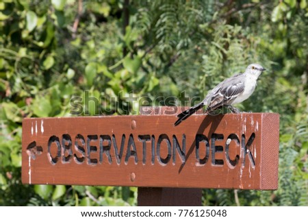 Northern Mockingbird (Mimus polyglottos) sitting on a wooden sign with one foot curled.