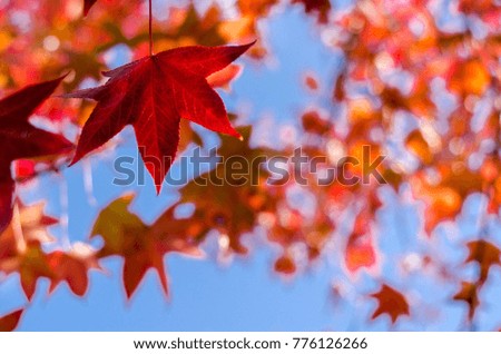 Blur picture of Red and yellow maple leaves background, autumn season specific