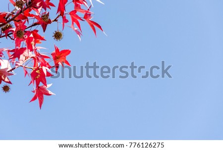 Blur picture of Red and yellow maple leaves background, autumn season specific