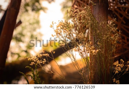 Dry flower on a wood pole under sunset light.