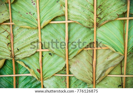 Dipterocapaceae ,Can be made into a wall. The leaves are fresh and later the leaves will dry.