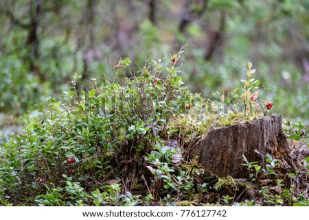 Ripe red lingonberry, partridgeberry, or cowberry grows in pine forest with white moss background