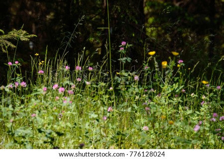 abstract lush of summer flowers and bents in evening sun in the meadow flower textures with blur background