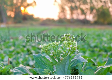 A selective focus picture of Chinese kale flowers with blurred background of vegetable garden. 
